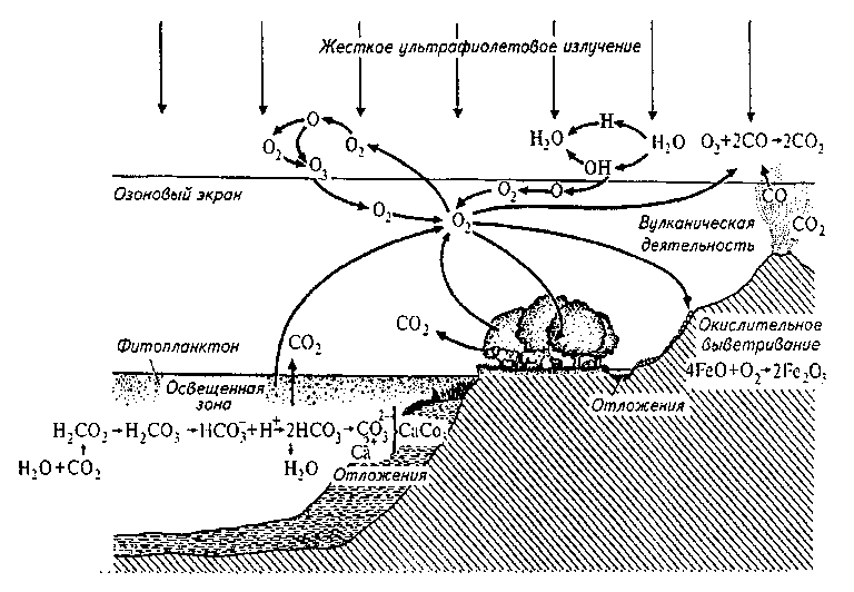 Схема круговорота кислорода в природе