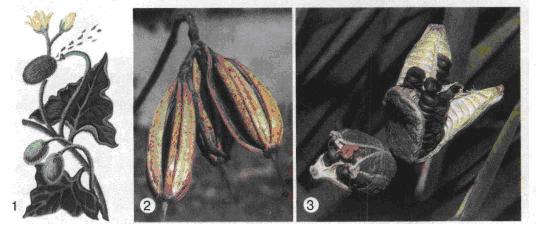 Пристосування рослин до самостійного розповсюдження насіння: 1 - викидання насіння в огірка-пирскача; 2,3- розтріскування сухих плодів. фото