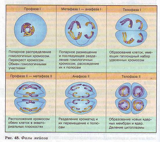 Фазы мейоза