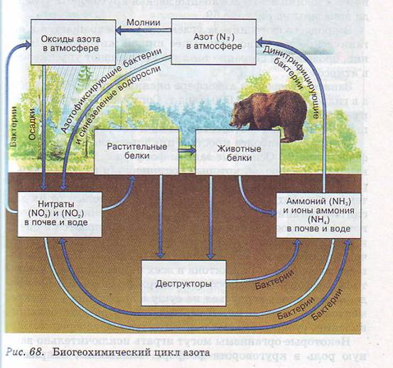 Биогеохимический цикл