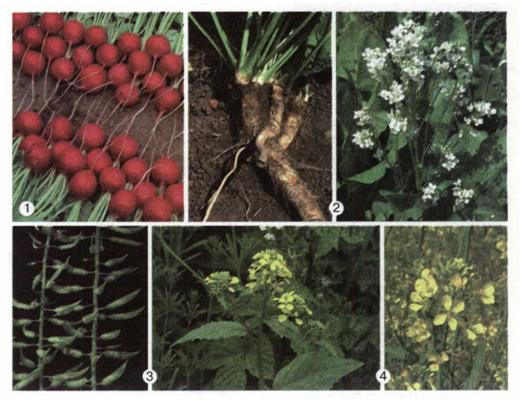 Капустяні - овочеві (1, 2) та олійні (3, 4) культури: редис (1), хрін (2), гірчиця (3), ріпак (4). фото