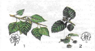 Мал. 10. Рослини порядків Березоцвіті (1) і Букоцвіті (2).jpg