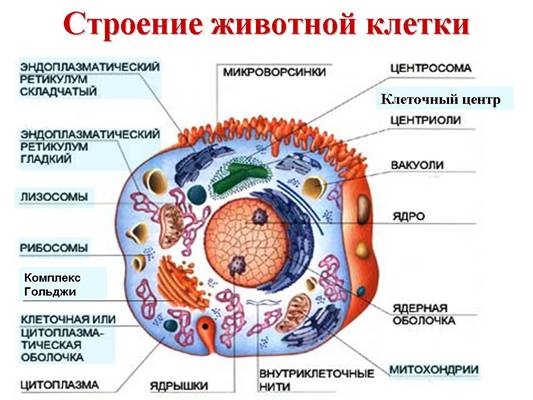 Будова животної (еукаріотичної) клітини