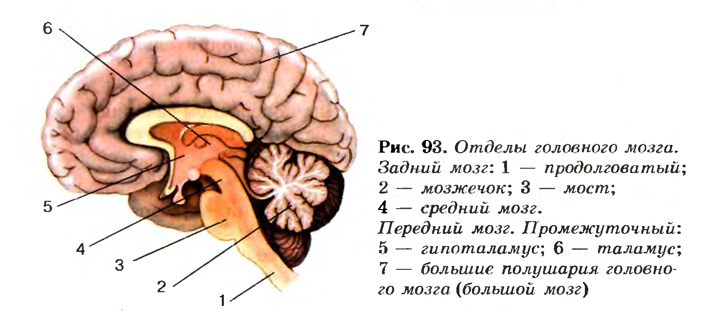 Строение головного мозга. Функции продолговатого и среднего мозга, моста и  мозжечка — Гипермаркет знаний