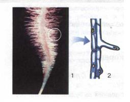 Мал. 39. Кореневі волоски на зародковому корінці (1); будова кореневого волоска(2).jpg