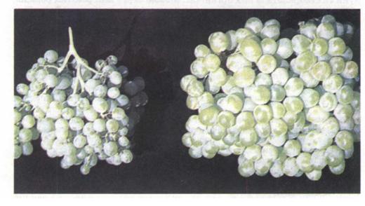 Збільшення плодів винограду завдяки обробці фітогормонами  фото