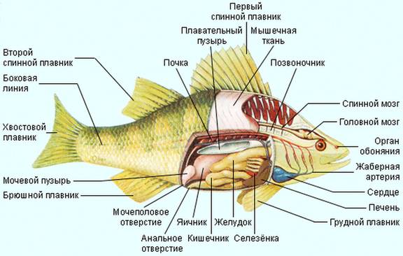Внутрішня та зовнішня будова кісткових риб.