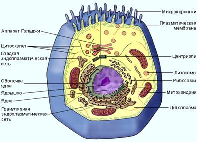 Строение клетки эукариотов (животных)