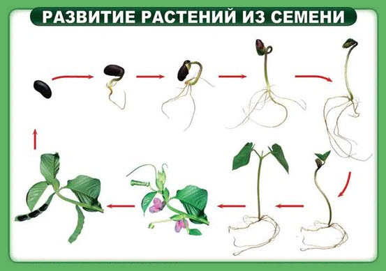 Розвиток рослини із насінини