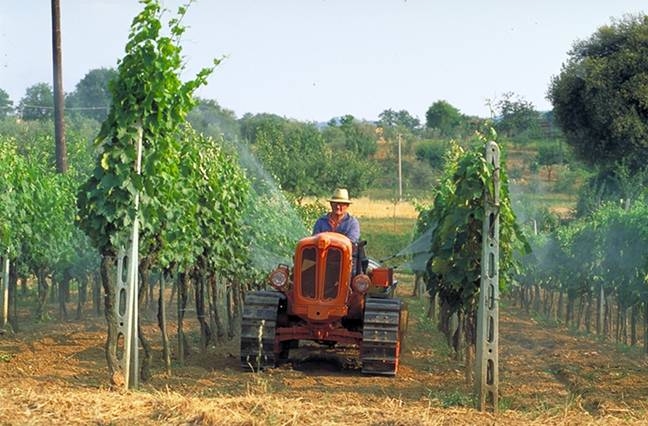 Виноградна ферма у Франції