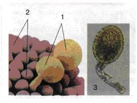 Пилкові зерна (1) на приймочці маточки (2). Проросле пилкове зерно (3). фото