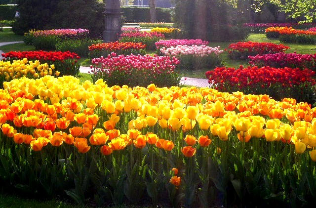 Парк тюльпанів