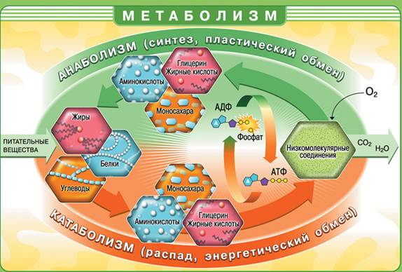 Метаболізм і його схема