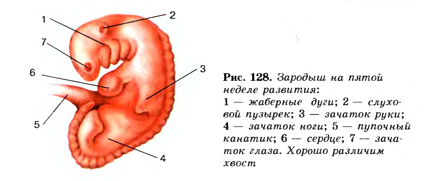 Развитие плода