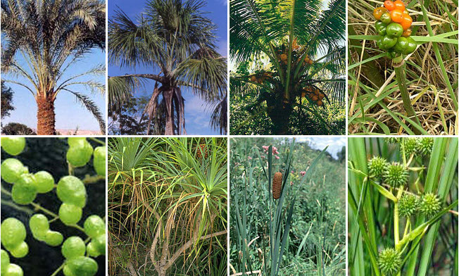 Пальми - однодольні рослини