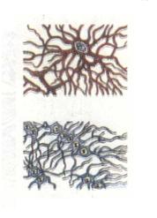 Клітини нейроглії