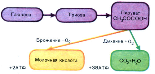 Схема процеса гліколіза та його зв`язок з процесами дихання та бродіння