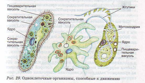 Одноклеточные организмы