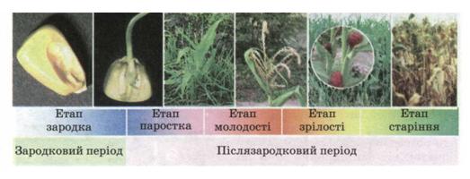 Етапи розвитку рослини. фото