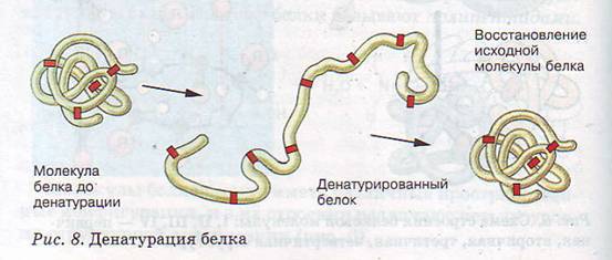 Денатурация белка