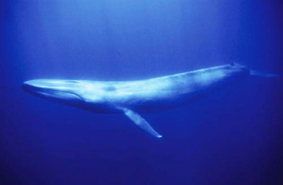 Гренландський кит