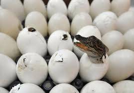Крокодильчик, який вилуплюється з яйця
