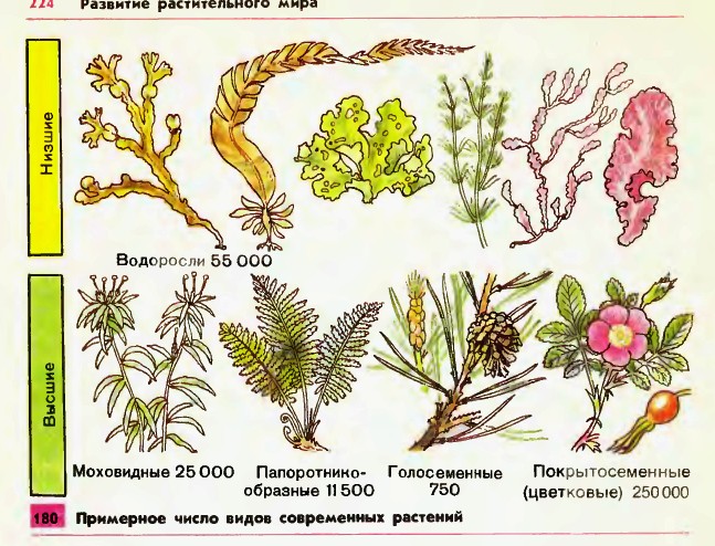 Виды современных растений