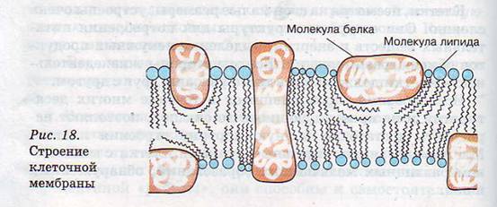 Строение мембраны