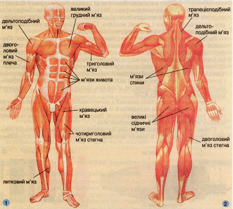 М'язи людини: 1 - вигляд спереду; 2 - вигляд ззаду