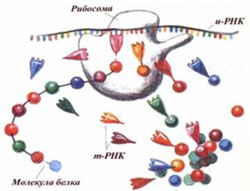 Схема біосинтезу білка