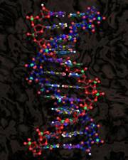 Молекула ДНК