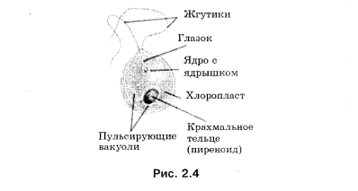 Пример модели одноклеточной водоросли хламидомонады.