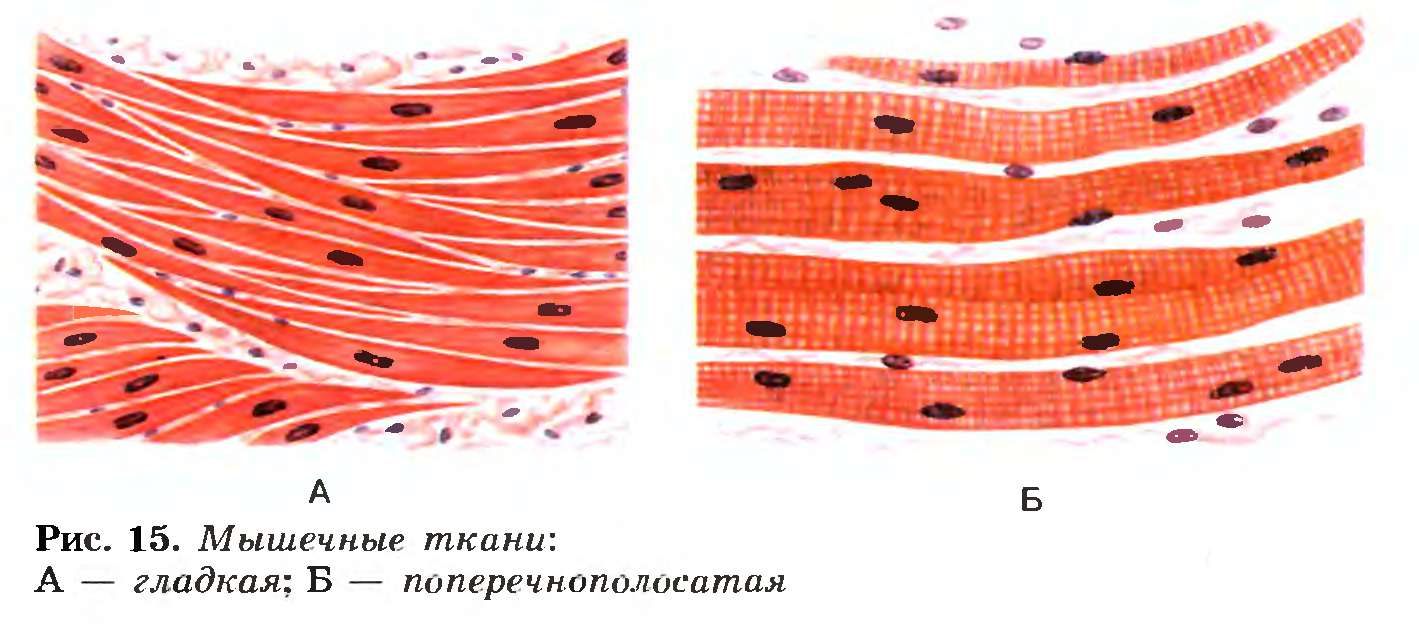 Мышечные ткани