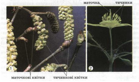 Одностатеві тичинкові і маточкові квітки (1). Двостатева квітка (2). фото