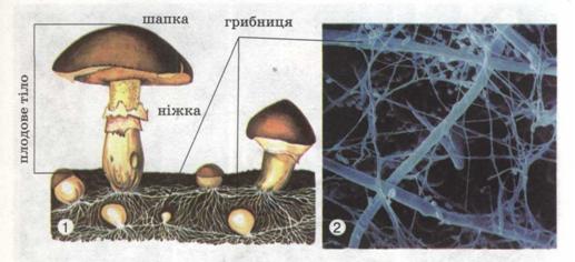 Maл. 199. Будова шапкового гриба (1) і його грибниця під мікроскопом (2).jpg