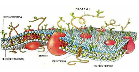 Взаємодія субмембранного комплексу з білками плазма леми.