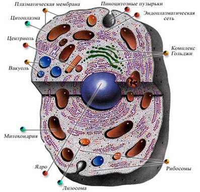 Клетка – основа живой материи на Земле