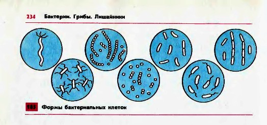 Формы бактериальных клеток