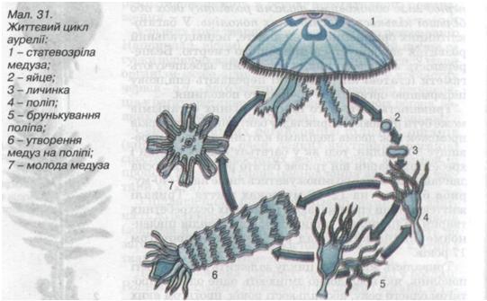 Життєвий цикл медузи