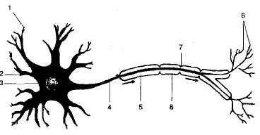 Тіло нейрона