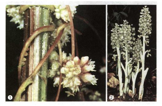 Рослини-паразити: повитиця (1), гніздівка (2) . фото