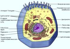 Bio8 3 1.jpg