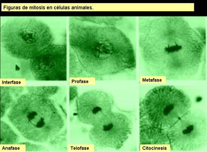 Деление клетки под микроскопом