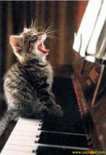 Файл:Kitten sings.jpg