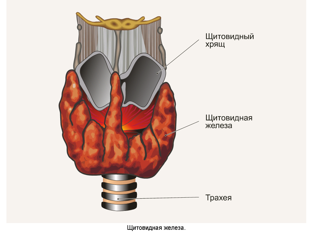 щитовидная железа. фото