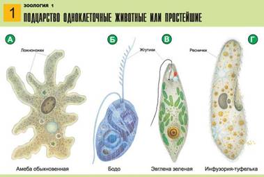 Bio8 10 1.jpg