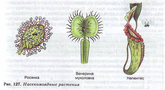 Насекомоядные растения