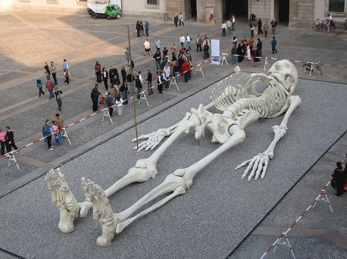 рекорды скелета человека