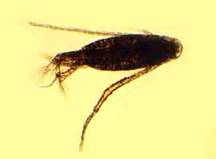 Діаптомус (Eudiaptomus graciloides), самець