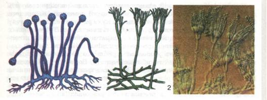 Цвілеві гриби: мукор (1) і пеніцил (2). фото